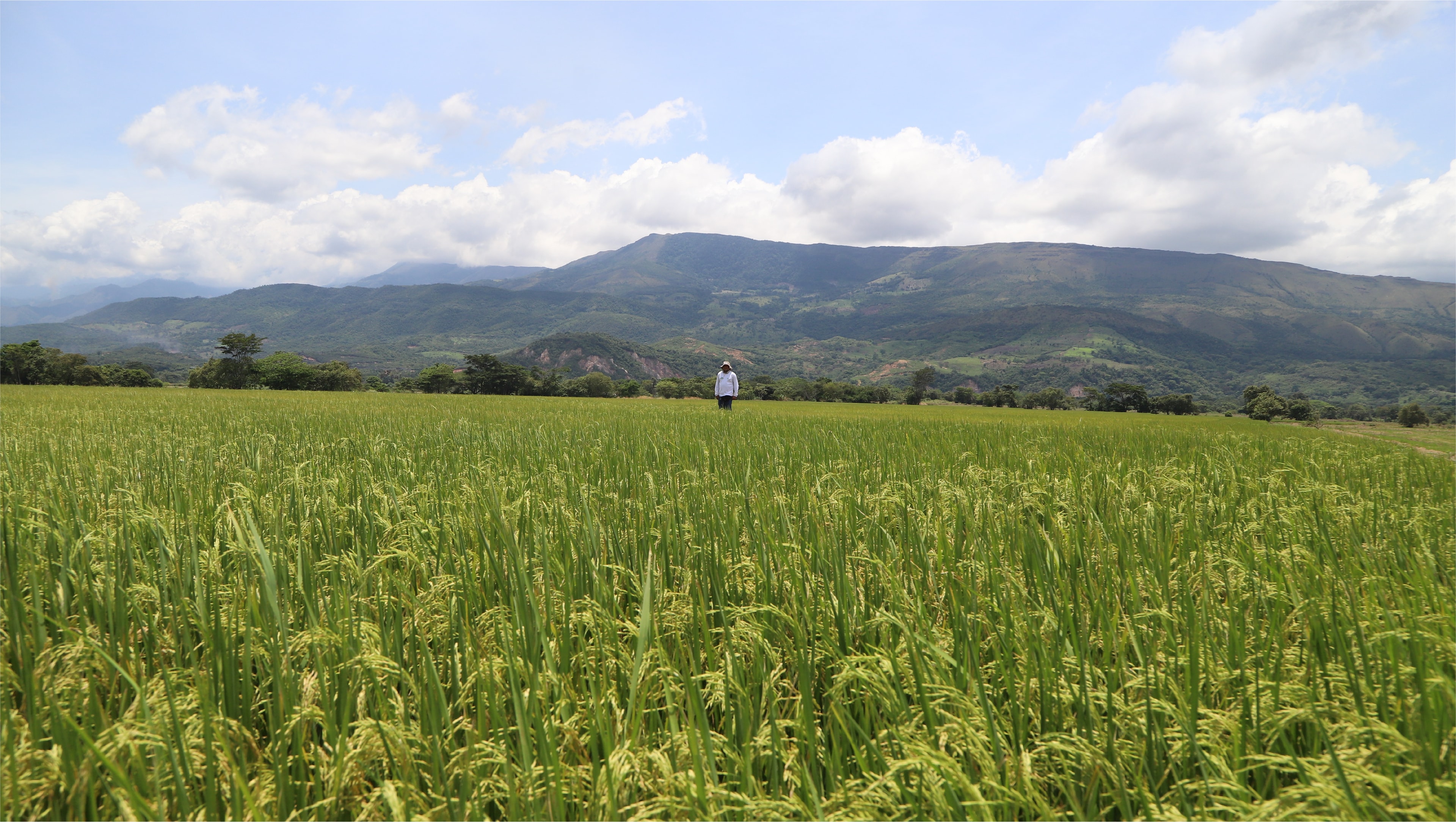 Coagronorte — cooperativa agropecuaria de Norte de Santander