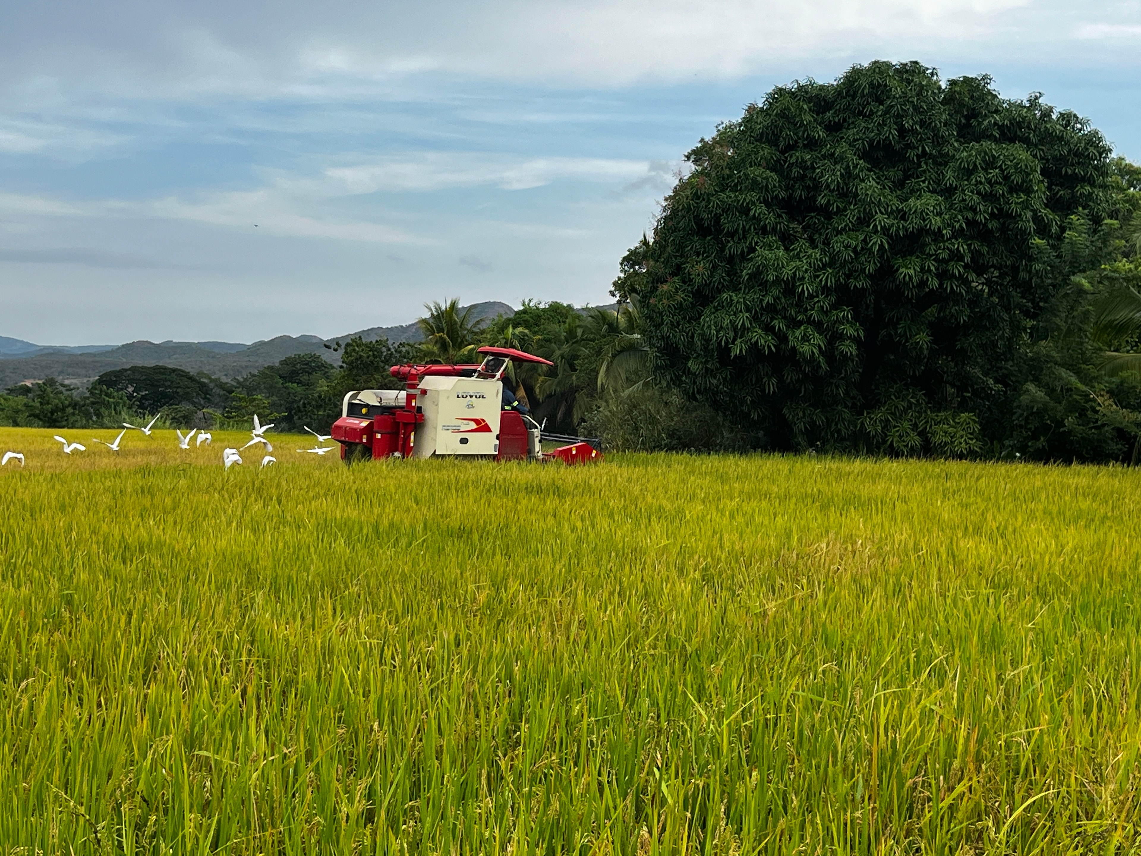 Planta de procesamiento de arroz Coagronorte — control de calidad